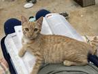 Adopt Tebow a Orange or Red Tabby / Mixed (short coat) cat in Stony Point