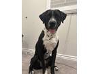 Adopt Chloe a Black - with White Labrador Retriever / Border Collie / Mixed dog