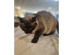 Adopt Smokey a Tan or Fawn (Mostly) Domestic Shorthair (short coat) cat in