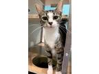 Adopt Betty a White Domestic Shorthair / Domestic Shorthair / Mixed cat in