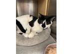 Adopt Donny a Black & White or Tuxedo Domestic Shorthair (short coat) cat in San