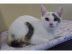 Adopt Opal a Calico or Dilute Calico Domestic Shorthair (short coat) cat in