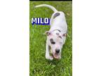 Adopt Milo a White - with Black Pit Bull Terrier / Mixed Breed (Medium) / Mixed