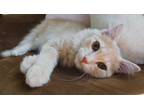 Adopt Burkhardt a Orange or Red Domestic Mediumhair (medium coat) cat in