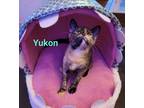 Adopt Yukon a Tortoiseshell Domestic Shorthair (short coat) cat in Virginia