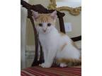 Adopt Georgy a Orange or Red (Mostly) Domestic Shorthair (short coat) cat in