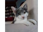 Adopt Fanci a Gray or Blue (Mostly) Domestic Shorthair (short coat) cat in