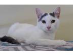 Adopt Benny a White (Mostly) Domestic Shorthair (short coat) cat in Columbia