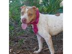 Adopt Pebbles a White - with Brown or Chocolate American Staffordshire Terrier /