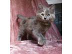 Adopt Muffin a Calico or Dilute Calico Domestic Mediumhair (medium coat) cat in