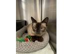 Adopt Bella a Tan or Fawn (Mostly) Siamese (short coat) cat in San Bernardino