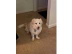 Adopt Dusty a White - with Tan, Yellow or Fawn Corgi / Cocker Spaniel dog in