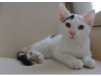 Adopt Pearl a Calico or Dilute Calico Domestic Shorthair (short coat) cat in