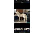Adopt Wolfie a White Great Pyrenees dog in Presidio, TX (38934637)