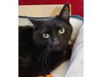 Adopt Neil a All Black Domestic Shorthair / Domestic Shorthair / Mixed cat in