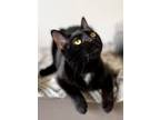 Adopt Amy a All Black Domestic Shorthair / Domestic Shorthair / Mixed cat in