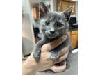 Adopt Lavender a Gray or Blue Russian Blue / Domestic Shorthair / Mixed cat in