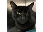 Adopt Uno a All Black Domestic Shorthair / Domestic Shorthair / Mixed cat in