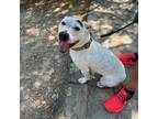 Adopt Hunter a White - with Tan, Yellow or Fawn Pit Bull Terrier / Labrador