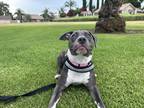 Adopt Lucy a Gray/Silver/Salt & Pepper - with White Staffordshire Bull Terrier /