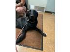 Adopt Kola a Black Labrador Retriever / Mixed dog in Madera, CA (38934256)