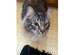 Adopt Lemmy a Gray or Blue RagaMuffin / Mixed (long coat) cat in Roanoke