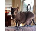 Adopt Luna a Gray or Blue Russian Blue / Mixed (medium coat) cat in Cypress