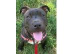 Adopt Nellie a Black - with White American Pit Bull Terrier / Mixed dog in