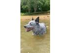 Adopt Leo a Gray/Silver/Salt & Pepper - with White Australian Cattle Dog / Mixed