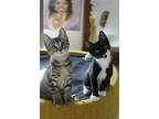 Adopt Sugar Ray, Scaredy Cat, Tux a Brown Tabby Tabby cat in Tampa
