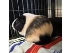 Adopt Reese a Guinea Pig small animal in Quakertown, PA (38934190)