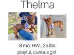 Adopt Thelma a Mixed Breed (Medium) / Mixed dog in Albany, GA (38930725)