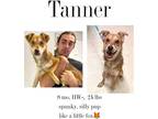 Adopt Tanner a Terrier (Unknown Type, Small) / Mixed dog in Albany