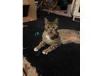 Adopt Walter a Brown Tabby Domestic Shorthair (short coat) cat in Norwalk