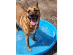 Adopt Belle a Tan/Yellow/Fawn Belgian Malinois / Mixed dog in Wisconsin Rapids