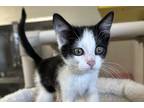 Adopt Mini Wheats a All Black Domestic Longhair / Domestic Shorthair / Mixed cat