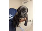 Adopt 53943855 a Black Labrador Retriever / Mixed dog in Los Lunas