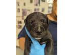 Adopt 53943843 a Black Labrador Retriever / Mixed dog in Los Lunas