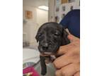 Adopt 53943839 a Black Labrador Retriever / Mixed dog in Los Lunas