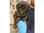 Adopt 53943851 a Black Labrador Retriever / Mixed dog in Los Lunas