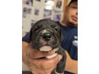 Adopt 53943832 a Black Labrador Retriever / Mixed dog in Los Lunas