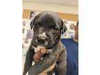 Adopt 53943848 a Black Labrador Retriever / Mixed dog in Los Lunas