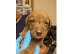 Adopt 53943868 a Brown/Chocolate Labrador Retriever / Mixed dog in Los Lunas