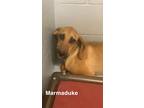 Adopt Marmaduke a Red/Golden/Orange/Chestnut Mixed Breed (Medium) / Mixed dog in