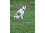 Adopt Teddy a Merle Australian Shepherd / Mixed dog in Chesapeake, OH (38933416)