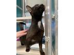 Adopt Eliza a All Black Domestic Shorthair / Domestic Shorthair / Mixed cat in