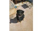 Adopt Theodore a Black Australian Shepherd / Mixed dog in Victorville