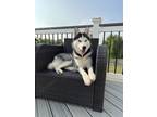 Adopt Tobi a Black - with White Husky / Mixed dog in Culpeper, VA (38933329)