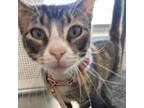 Adopt Comadre a Calico or Dilute Calico Domestic Shorthair / Mixed cat in