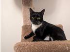 Adopt Tamra a Black & White or Tuxedo Domestic Shorthair (short coat) cat in